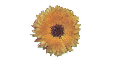 Homemade Medicinal Herb Gifts Image